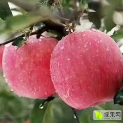山西临猗红富士苹果现已采摘