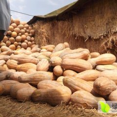 达拉特旗南瓜 种植7000亩金韩密本南瓜