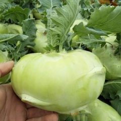 山东肥城大量供应丕蓝，皮蓝，皮拉疙瘩