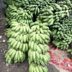 广西那坡西贡蕉香蕉
