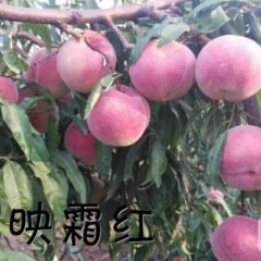 2016青州自家农场种植的映霜红大甜桃