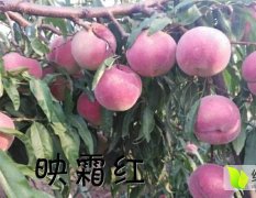 2016青州自家农场种植的映霜红大甜桃