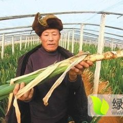 东昌府沙镇李合增11月长白大葱