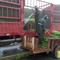 山东禹城西雅图芹菜是名优特产