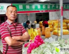 山东滕州丰荣农业，大量供应白菜