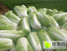 北京新三号大白菜现已大量上市