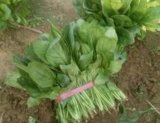 单县品种菠菜现己上市，供应时间长，质优价廉