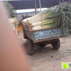 2016昌邑长白大葱 种植历史悠久