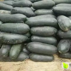 安徽萧县黑皮吊瓜冬瓜，现成熟上市季节