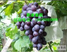 葡萄新品种——黑康 最早熟的葡萄新品种，特早