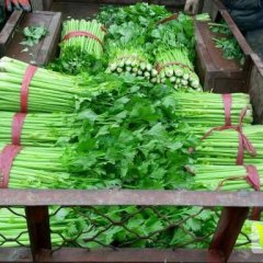 禹城本地大棚芹菜 老沟和插苗芹菜