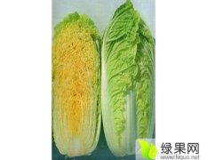 河北隆尧北京新三号白菜质量有保障