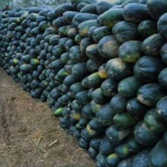 蒙城冬瓜逐渐升温,范集代先生诚信合作