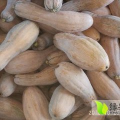 宜城南瓜 蜜本南瓜已成为主流品种
