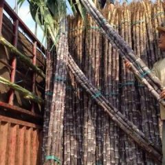 龙州水口大量上市黑皮果蔗