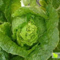 平度南村刘昆明11月铁杆大葱