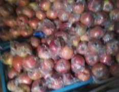 蒲城红富士膜袋苹果已经大量上市