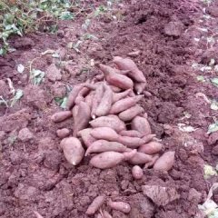 雁江老君镇现大量出售黄皮红心、红皮白心