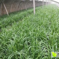 乐亭平韭6号韭菜价格随行就市