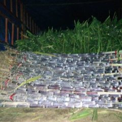 利川矮化易波皮甘蔗，味道脆甜水分足