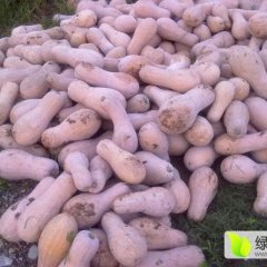 2016松滋南瓜走过路过不要错过