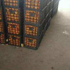 中国最北缘的优质柑桔生产基地