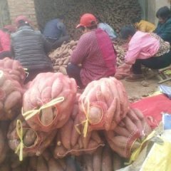 夏津银城赵德东11月苏薯八号红薯