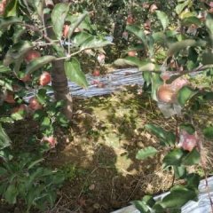 2016临猗苹果抓住商机无限