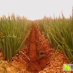 山东滕州长白大葱(章丘大葱）铁杆大葱