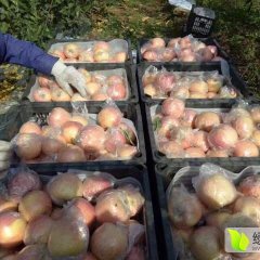 临猗闫家樊竹娟11月红富士苹果