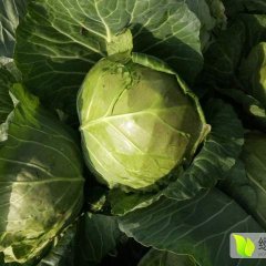 宜城湖北丁红全11月甘蓝