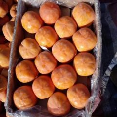 保定市满城区刘家台乡今年柿子大丰收