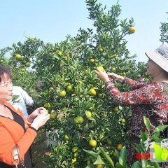 湖南石门南丰蜜桔柑橘名优产品