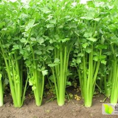 山东济阳本人自己种温室大棚，都是芹菜