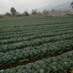 四川西昌牛心甘篮小量上市