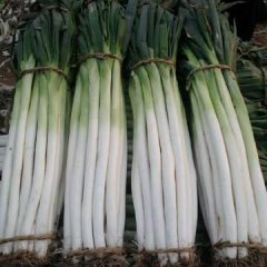 山东省青州市优质大葱现在上货量加大