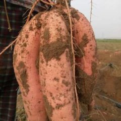 星月红薯种植专业合作社红香蕉红薯