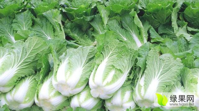 2016年河南夏邑菊锦价格
