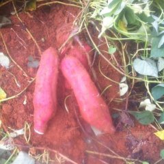 江西上高广东红薯火爆招商中