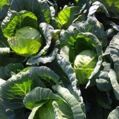 西昌兴胜赵春瑶11月中甘21甘蓝