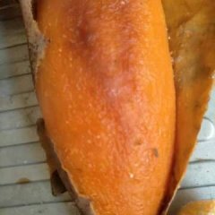 雄县红薯基地，种植经验数十年