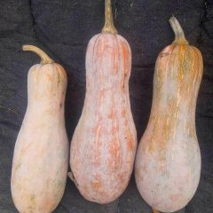 河北饶阳南瓜上市，色泽好口感面