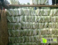 河南汝州青杂三号白菜著名品种