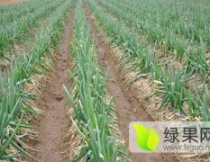 河南省新野县的我们这里种植大葱   铁干大葱