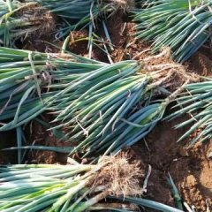 山东平度钢葱铁杆大葱口感爽口