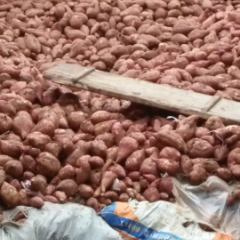 雁江保和胡元华10月徐薯18号红薯