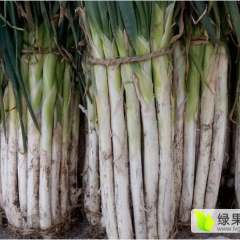 莱芜长白大葱 种植历史悠久