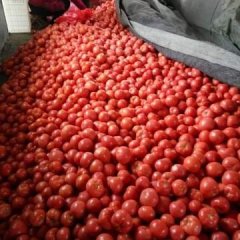宁阳西红柿 本人从事蔬菜代办近十年