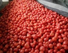 宁阳西红柿 本人从事蔬菜代办近十年