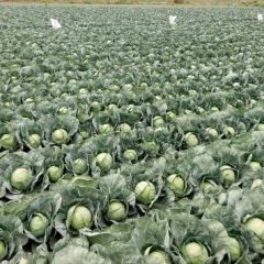 西昌本地甘蓝量大耐运输